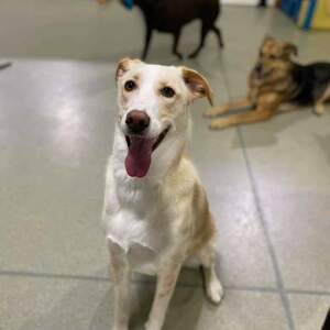 Fundraising Page: Freya Mcnelis PAC ALUM